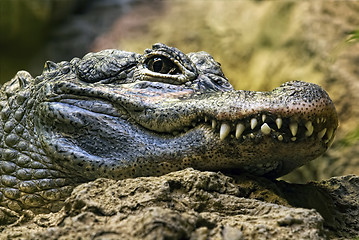 Image showing Crocodile teeth and detail of the eye, Semi hidden