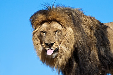 Image showing Lion, sticking out his tongue, teasing.