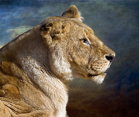 Image showing Lioness