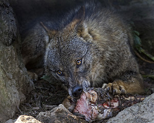 Image showing Iberian wolf