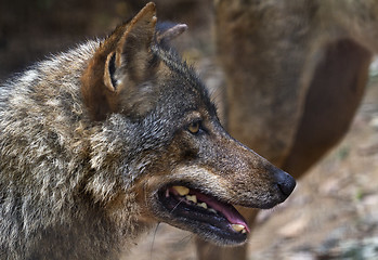 Image showing Iberian wolf