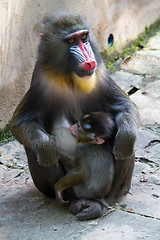 Image showing Mandrill female with her tiny newborn