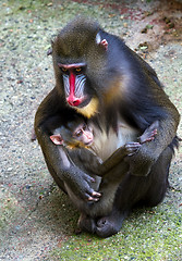 Image showing Mandrill female with her tiny newborn