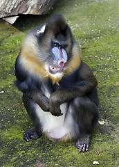 Image showing Mandrill