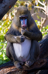 Image showing Mandrill