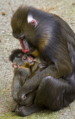 Image showing Mandrill female with her ??tiny newborn