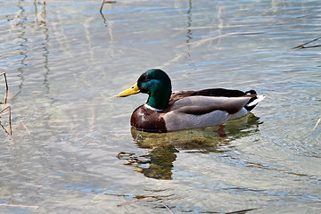 Image showing Swimming duck