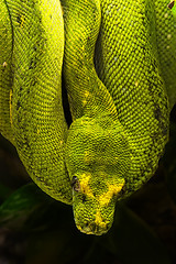 Image showing green python, Morelia viridis