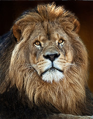 Image showing The Lion King3