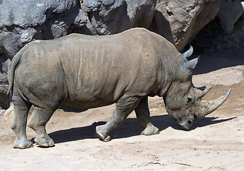 Image showing white Rhinoceros