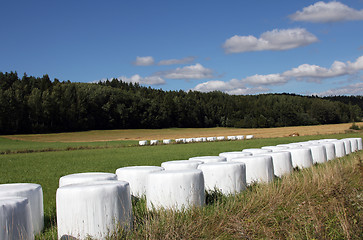 Image showing Bales of silage on green field