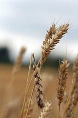 Image showing Damaged wheat