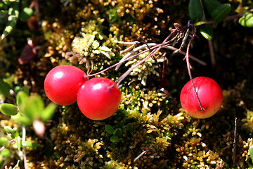 Image showing Wild Cranberries (Vaccinium oxycoccus)