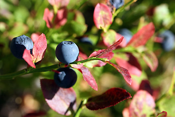 Image showing Bilberry (Vaccinium myrtillus) in Autumn colors