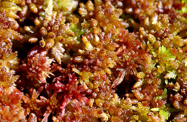 Image showing Sphagnum capillifolium,, Acute-leaved Peat Moss