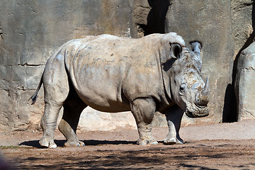 Image showing white Rhinoceros