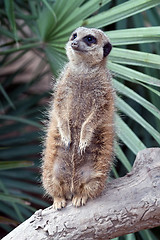 Image showing Suricata Meerkat