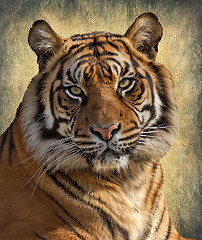 Image showing Tiger