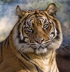 Image showing tigre de Bengala (Panthera tigris tigris)