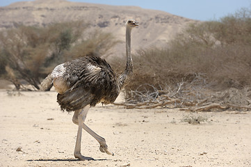 Image showing African ostrich