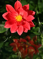 Image showing red dahlia with its reflection in the glass