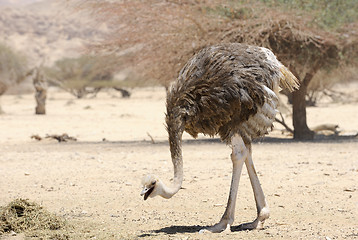 Image showing African ostrich