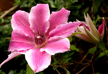 Image showing pink clematis just opened