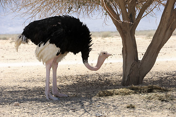 Image showing African ostrich