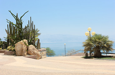 Image showing Oasis on the shore of the Dead Sea