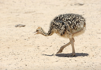 Image showing African ostrich chick 