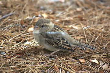 Image showing young sparrow on the ground