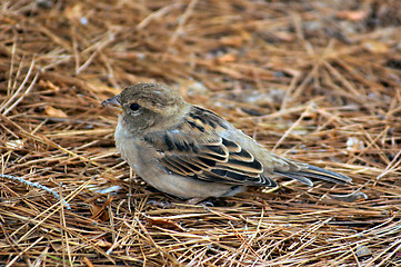 Image showing young sparrow waiting for its parents