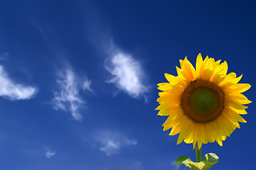 Image showing Yellow sunflowers against blue sky