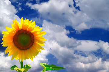 Image showing Sunflower against  blue sky with clouds