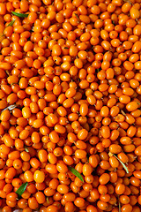 Image showing Sea-buckthorn