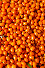 Image showing Sea-buckthorn