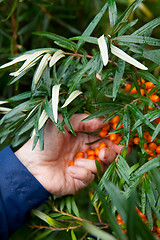 Image showing Picking sea-buckthorn berries