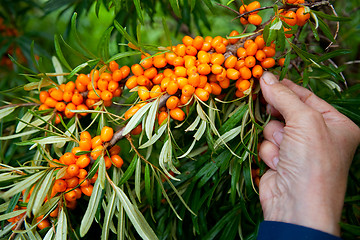 Image showing Picking sea-buckthorn berries