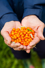 Image showing Sea-buckthorn