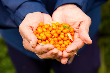 Image showing Sea-buckthorn