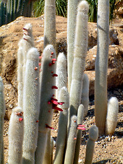 Image showing tall cactie coming into flower