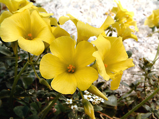Image showing yellow flowers growing amongst the rocks