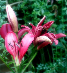 Image showing soft focus red lily