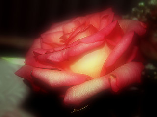 Image showing soft focus tea rose