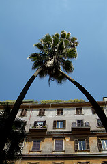 Image showing Two palm trees and old building