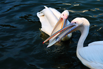 Image showing Pelicans