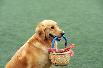 Image showing Golden retriever dog holding basket