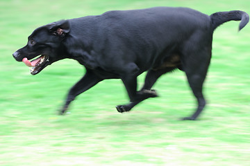 Image showing Dog running