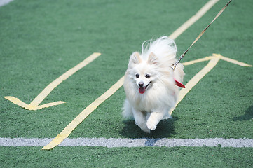 Image showing White Pomeranian dog running