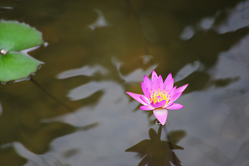Image showing Water lily flower